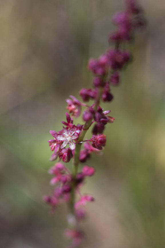 Red Sorrel Our PNW coastal variety seems to be a little more pink than the bright red inland plants. Geotagged,Red Sorrel,Rumex acetosella,Spring,United States