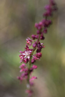 Red Sorrel Our PNW coastal variety seems to be a little more pink than the bright red inland plants. Geotagged,Red Sorrel,Rumex acetosella,Spring,United States