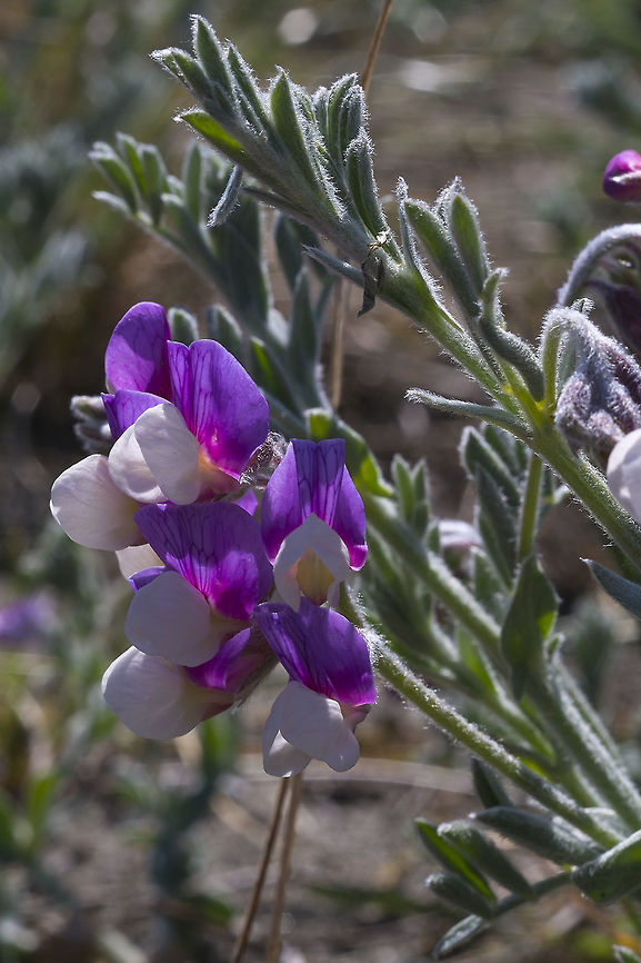 Silky Beach Pea  Geotagged,Lathyrus littoralis,Spring,United States
