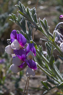 Silky Beach Pea  Geotagged,Lathyrus littoralis,Spring,United States