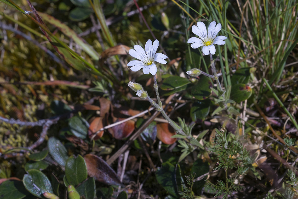 Field Chickweed  Cerastium arvense,Geotagged,Spring,United States