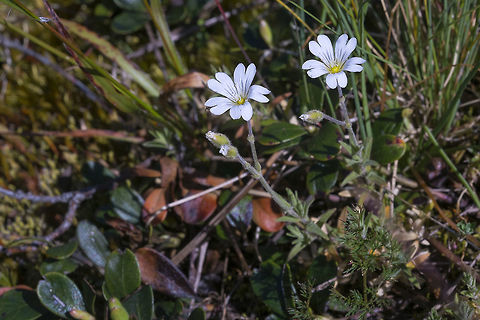 Field Chickweed  Cerastium arvense,Geotagged,Spring,United States