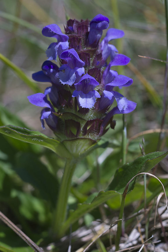 Self Heal  Geotagged,Prunella vulgaris,Spring,United States