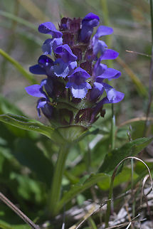 Self Heal  Geotagged,Prunella vulgaris,Spring,United States