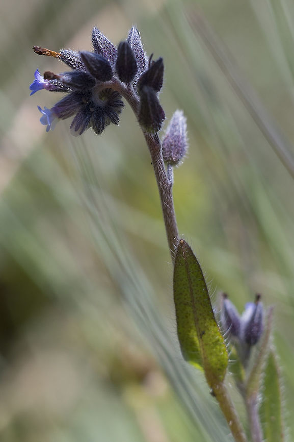 Common Bugloss not native to Washington Anchusa officinalis,Geotagged,Spring,United States