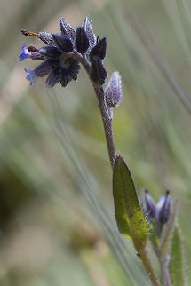Common Bugloss not native to Washington Anchusa officinalis,Geotagged,Spring,United States