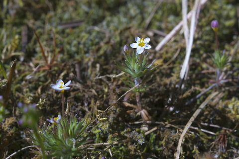 True Babystar The flowers can also be pink Geotagged,Leptosiphon bicolor,Spring,United States