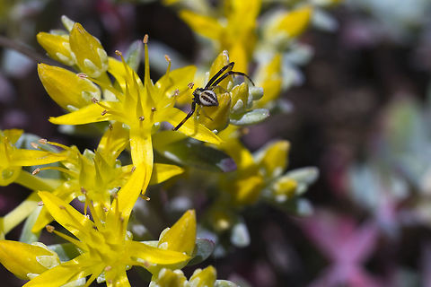 Broadleaf Sedum with a wee crabby This spider is probably an immature goldenrod crab spider. Broadleaf stonecrop,Geotagged,Sedum spathulifolium,Spring,United States