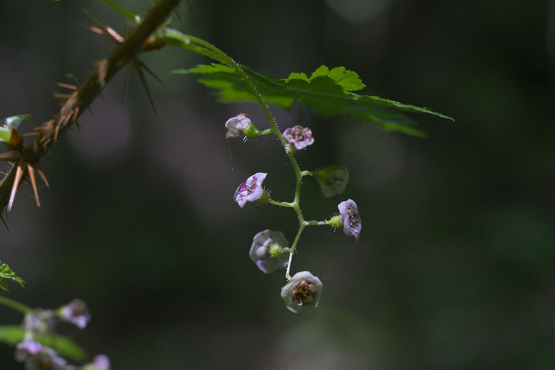 Bristly Black Gooseberry  Geotagged,Ribes lacustre,Spring,United States