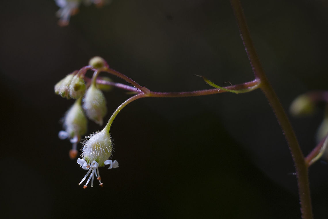 Crevice Alum Root  Geotagged,Heuchera micrantha,Spring,United States