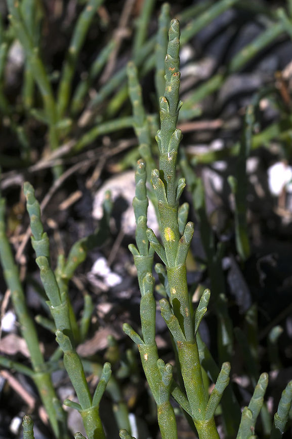 Sea Bean lots of names here.. Salicornia pacifica, Sarcocornia perennis, Salicornia ambigua<br />
This is a pretty trendy foraged food around here these days. I don't know how much is charged for it, but collecting it (for free!) would be pretty easy. It grows right near the tide line, especially in deep coves or estuary areas where there's mud at the shoreline rather than rocky or sandy beach. Most things can't grow in the salty mud, but sea bean thrives. Geotagged,Salicornia virginica,Spring,United States