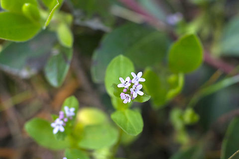Tiny Lavender flowers I never would have gotten this one without help - it's a bit atypical. The flowers usually are much more dense, darker pink and form a ball. I'm thinking that this one in the deep shade may have been a bit stunted. Geotagged,Plectritis congesta,Spring,United States