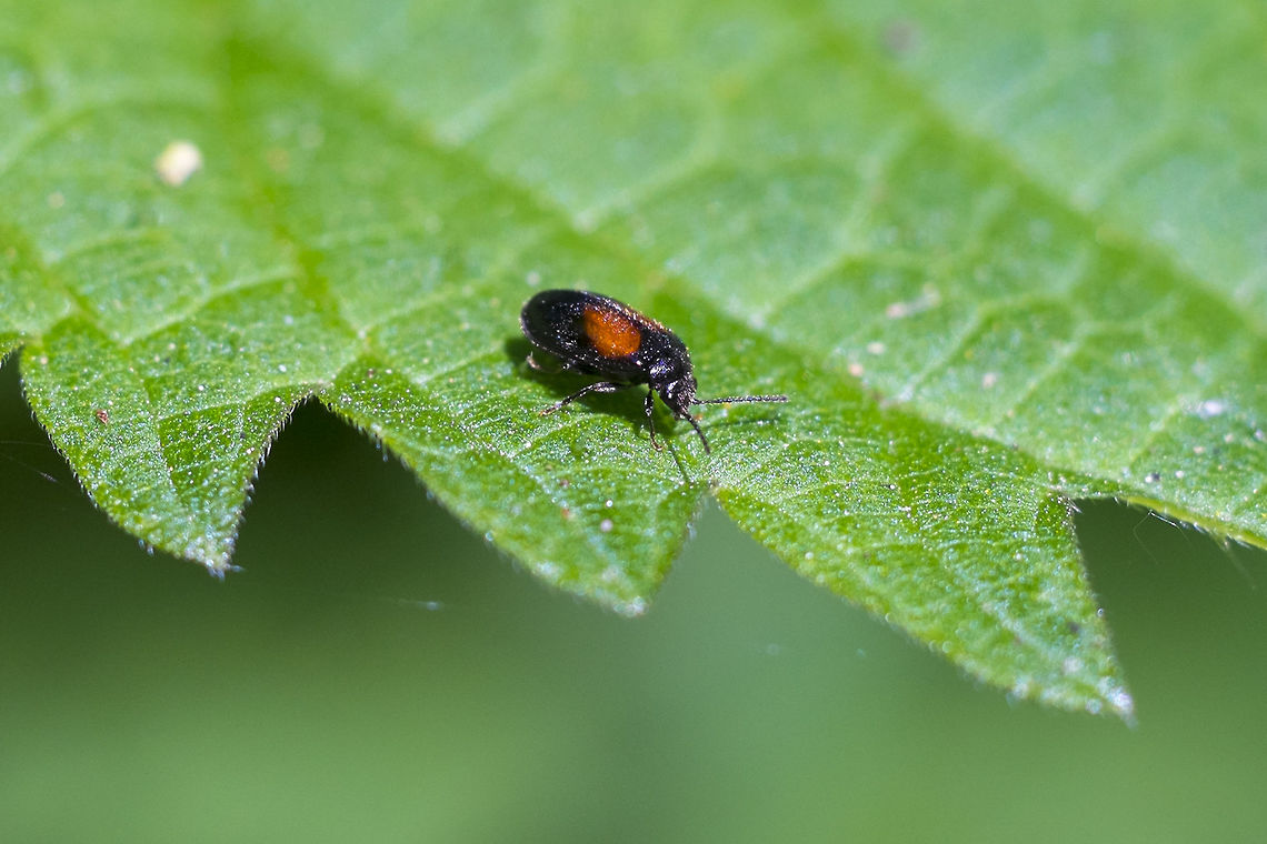 Leaf Beetle working on ID Geotagged,Spring,United States