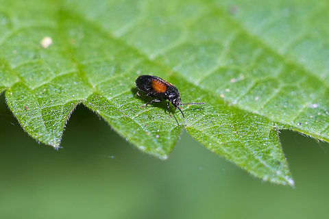 Leaf Beetle working on ID Geotagged,Spring,United States