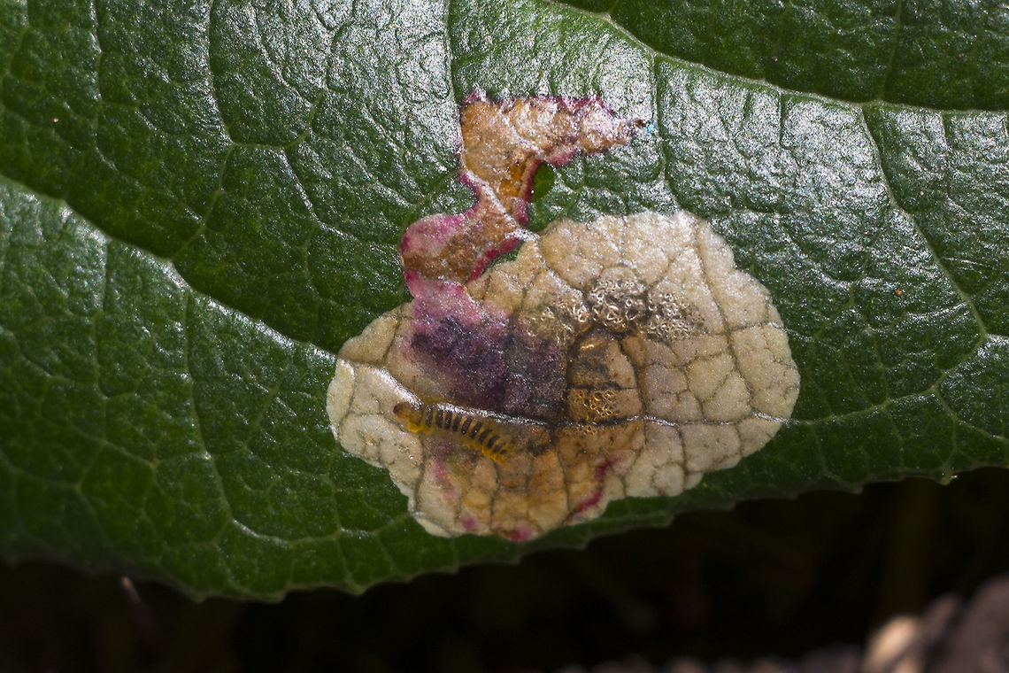 Something is eating the salal I'm not sure what this is yet - I believe it is a fly larvae. These buggers were definitely alive- they didn't like bright light and wiggled away when placed in the sun. Quite large areas of the salal in this forest were infested, the leaves often having 3 or 4 larvae. I'm not sure if it will kill the plants or is just unsightly. If it's simply unsightly maybe we need to infect more.... apparently salal poaching for the overseas floral trade is becoming a problem in our forests. Not that salal is in any way not abundant... many forest hikes here are on trails that are a canyon in the salal, but stripping the forests bare is never a good idea, and there's a permitting process for a reason. Cameraria gaultheriella,Geotagged,Spring,United States