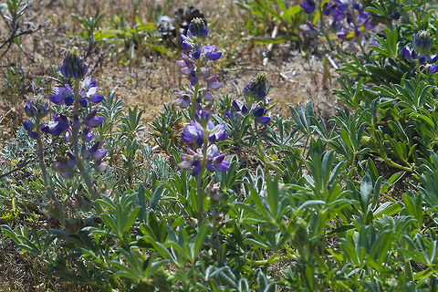 Seashore Lupine Lupine at the beach?! yup- this variety grows in sand at the seashore. Geotagged,Lupinus littoralis,Spring,United States