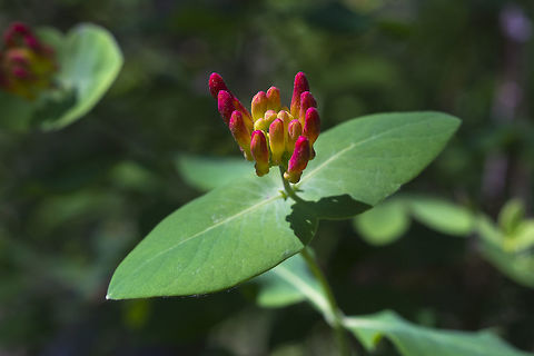 Orange Honeysuckle  Geotagged,Lonicera ciliosa,Spring,United States
