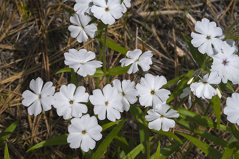 Showy Phlox  Geotagged,Phlox speciosa,Spring,United States