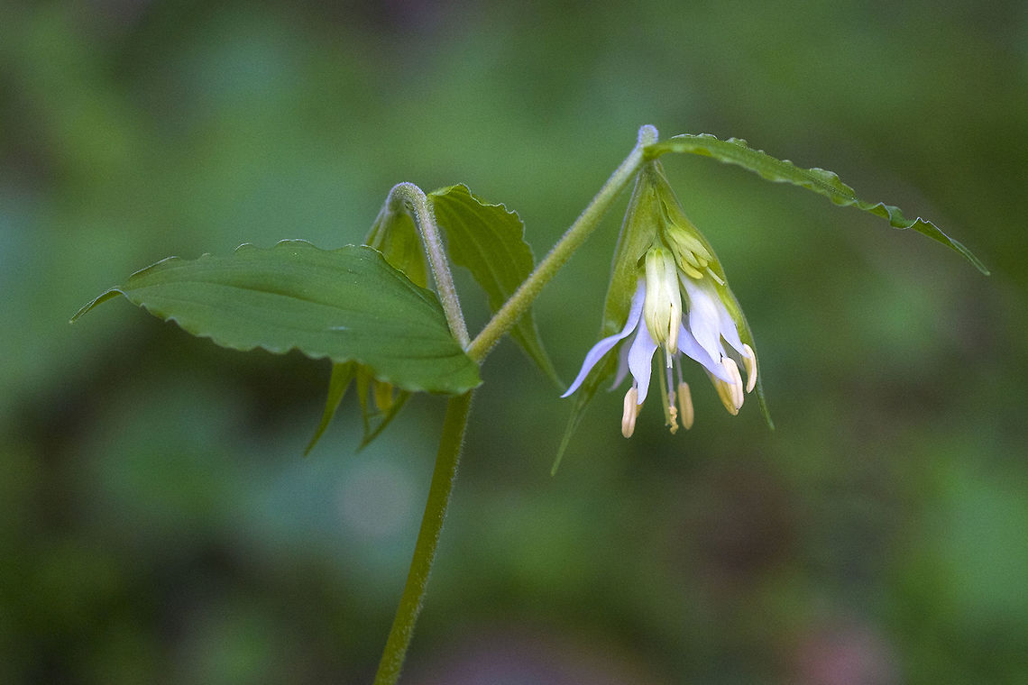 Drops of Gold  Geotagged,Prosartes hookeri,Prosartes smithii,Spring,United States