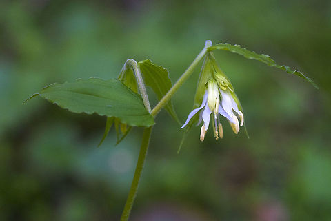 Drops of Gold  Geotagged,Prosartes hookeri,Prosartes smithii,Spring,United States