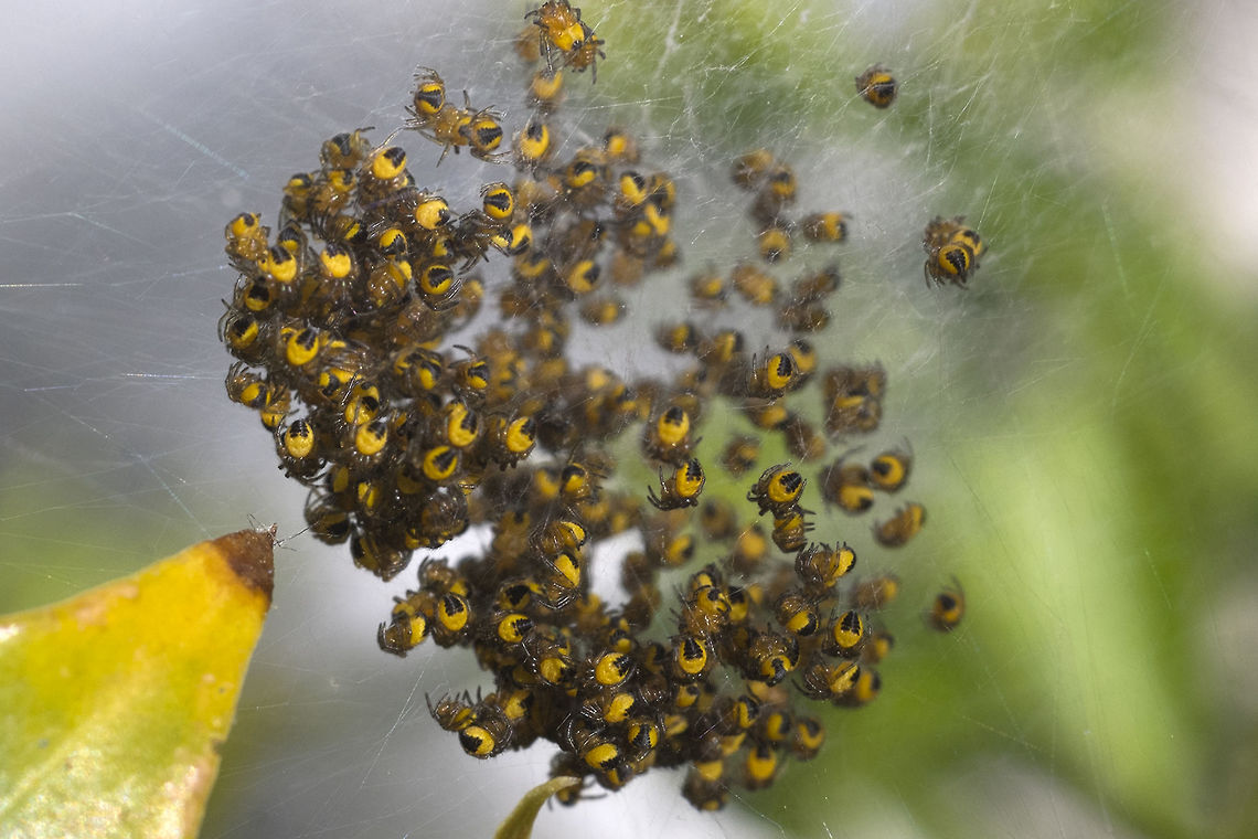 Cross Orb Weaver Spiderlings These little guys are probably hours to a day or two out of the egg. They&#039;ll disperse and start weaving their own webs soon. Araneus diadematus,European garden spider,Geotagged,Spring,United States