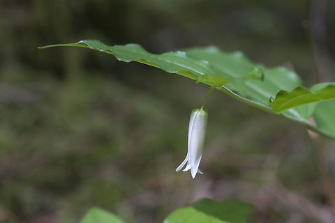 Smith's Fairybells Very similar to Drops of Gold (Hooker's Fairybells), with the exception that the stamen's are concealed within the flower. Geotagged,Prosartes smithii,Spring,United States
