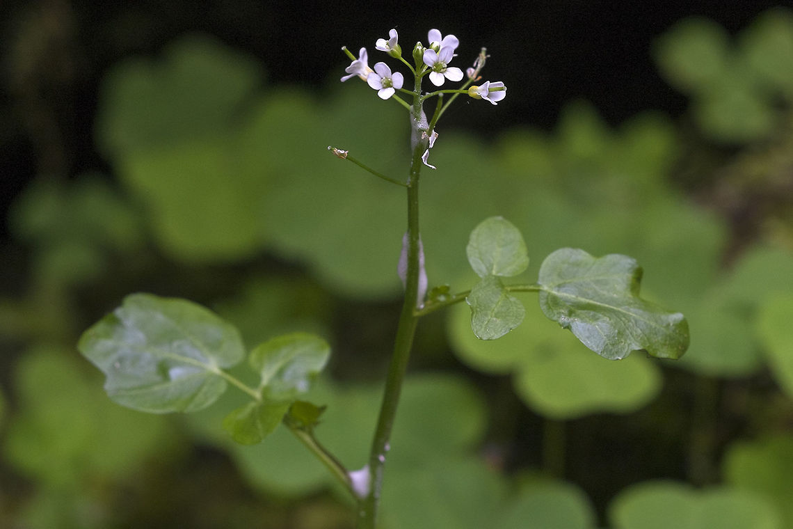 Brewer's Bittercress  Cardamine breweri,Geotagged,Spring,United States