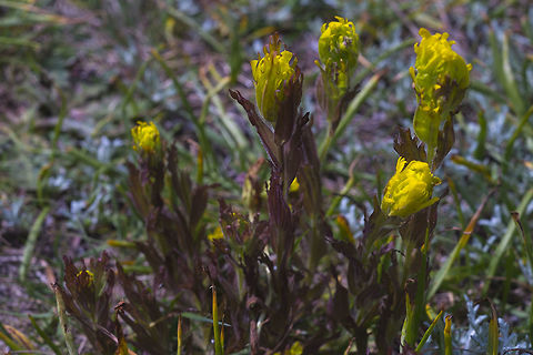 Golden Paintbrush This plant very endangered and was down to 200 individuals here in Washington (it's Washington's most endangered species!) at one time, but is steadily recovering due in large part to the efforts of the Sustainability in Prisons Project, which has been breeding them for replanting in the wild. Castilleja levisecta,Geotagged,Spring,United States