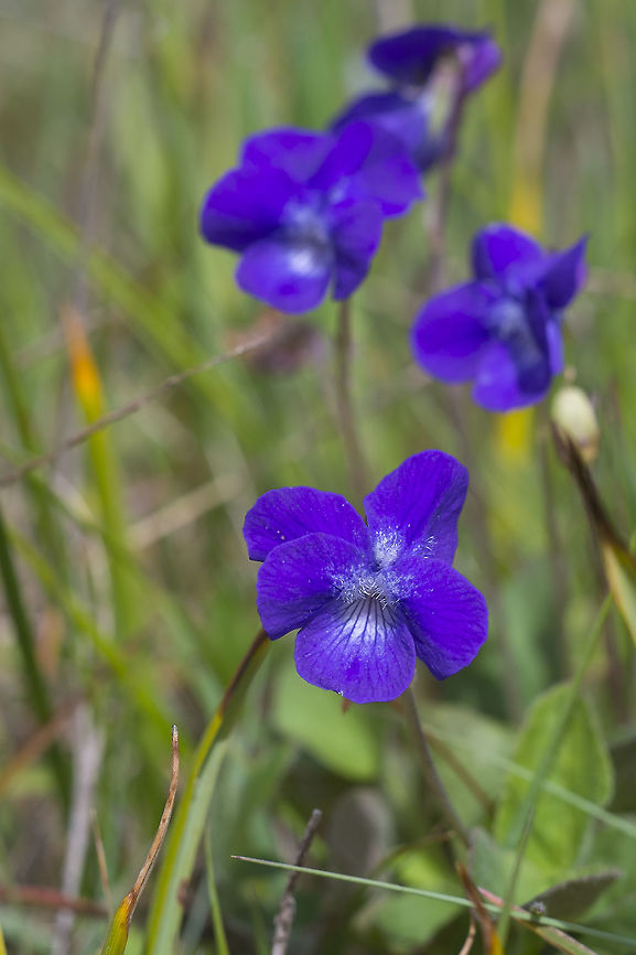 Early Blue Violet  Geotagged,Hookedspur violet,Spring,United States,Viola adunca