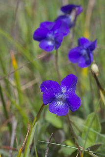 Early Blue Violet  Geotagged,Hookedspur violet,Spring,United States,Viola adunca