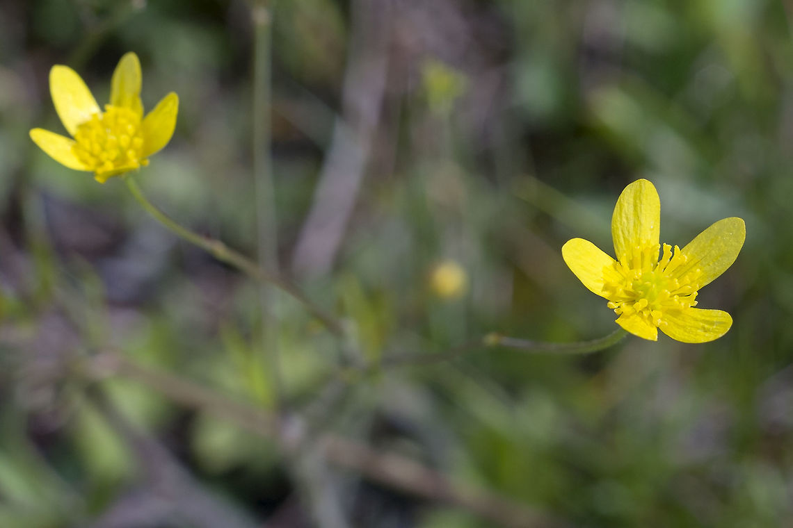 Western Buttercup  Geotagged,Ranunculus occidentalis,Spring,United States