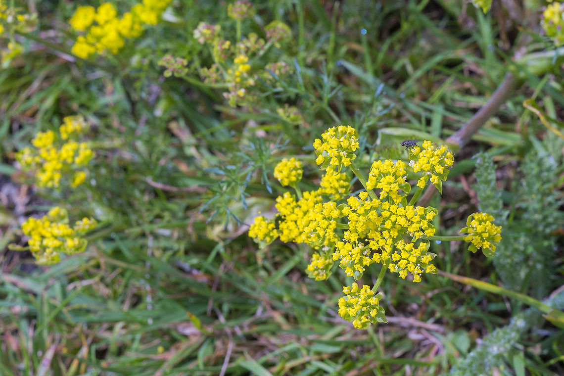 Fine Leaved Desert Parsley  Crocidium,Crocidium multicaule,Geotagged,Lomatium utriculatum,Spring,United States