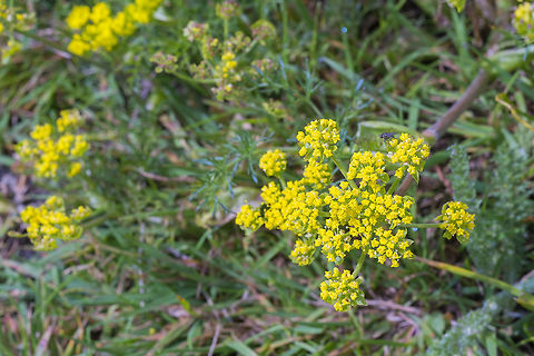 Fine Leaved Desert Parsley  Crocidium,Crocidium multicaule,Geotagged,Lomatium utriculatum,Spring,United States