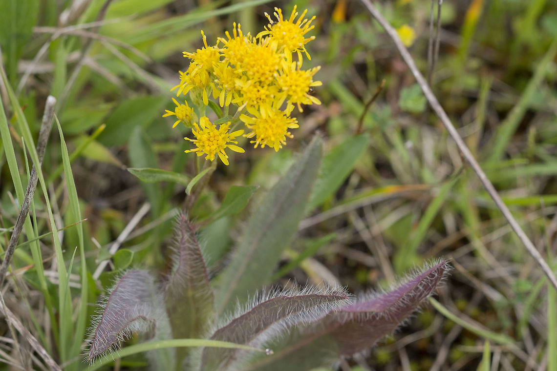 Dune Goldenrod I'll have to look into this a bit more, as most places list this species as limited to California and Oregon, but information from the site, both onsite and in a list of native plants, show this as one of two goldenrods that grow at Mima Mounds here in Washington. Dune Goldenrod,Geotagged,Spring,United States,solidago spathulata
