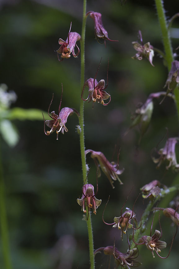 Youth on Age  Geotagged,Spring,Tolmiea menziesii,United States
