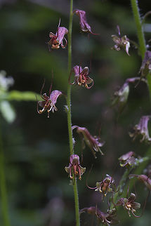 Youth on Age  Geotagged,Spring,Tolmiea menziesii,United States