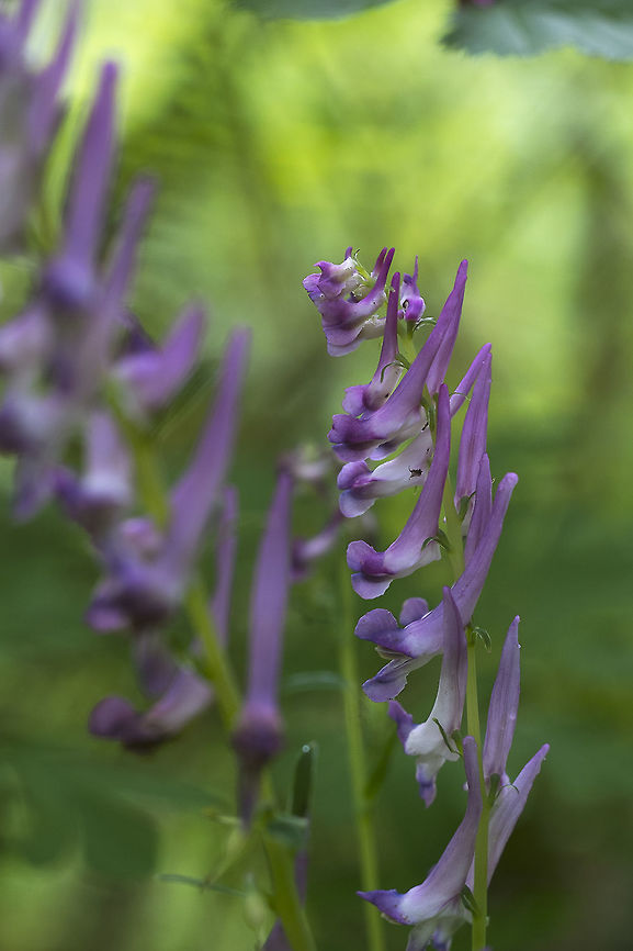 Scouler's Corydalis  Corydalis scouleri,Geotagged,Scouler's Corydalis,Spring,United States