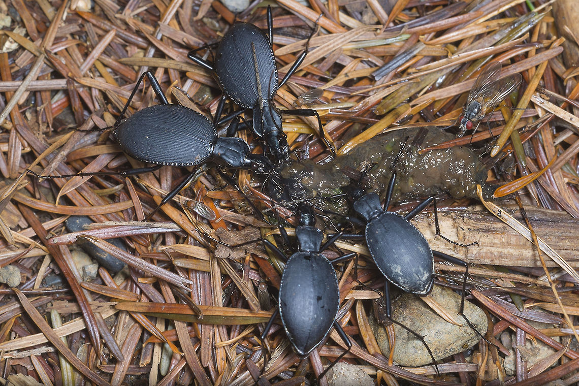 Snail Eating Beetles with a Banana Slug These guys reminded me of a tiny lion pride or itty bitty pack of wolves with their kill<br />
<br />
It may be possible that these are Scaphinotus marginalis. I'll submit to bug guide. Geotagged,Narrow-collared Snail-eating Beetle,Scaphinotus angusticollis,Spring,United States