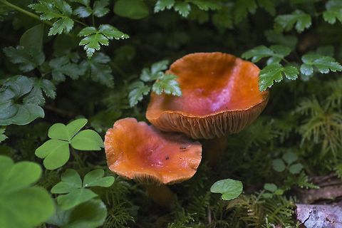 Hygrocybe flavescens Seems to be yellow more often, but can be as dark orange as these guys. Roger's lists it as orange, California Fungi yellow to orange. Geotagged,Hygrocybe flavescens,Spring,United States