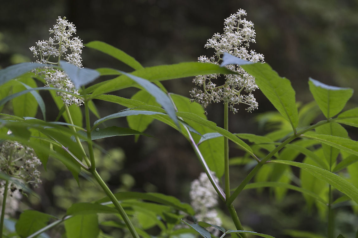 Red Elderberry Distinguished from blue elderberry by the pyramidal arrangement of flowers Geotagged,Sambucus racemosa,Spring,United States