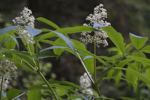Red Elderberry Distinguished from blue elderberry by the pyramidal arrangement of flowers Geotagged,Sambucus racemosa,Spring,United States