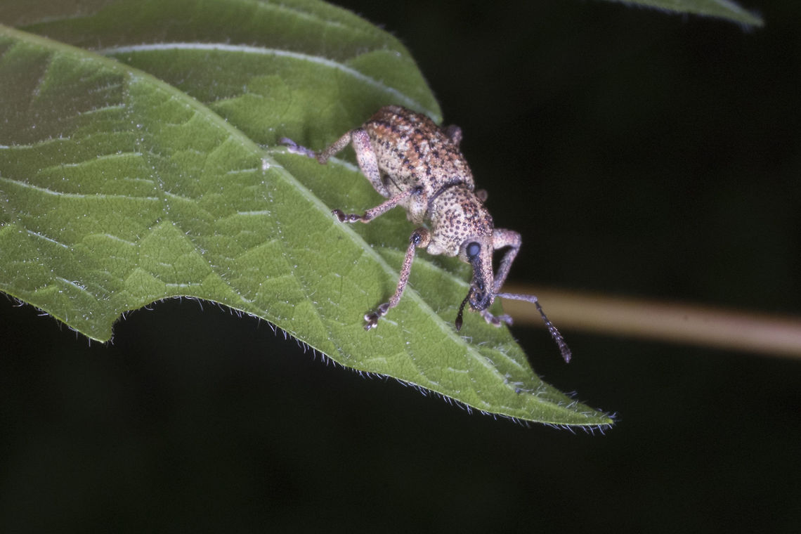 Weevil- Panscopus gemmatus haven't had any luck finding this one yet - I'll continue to search Geotagged,Panscopus gemmatus,Spring,United States