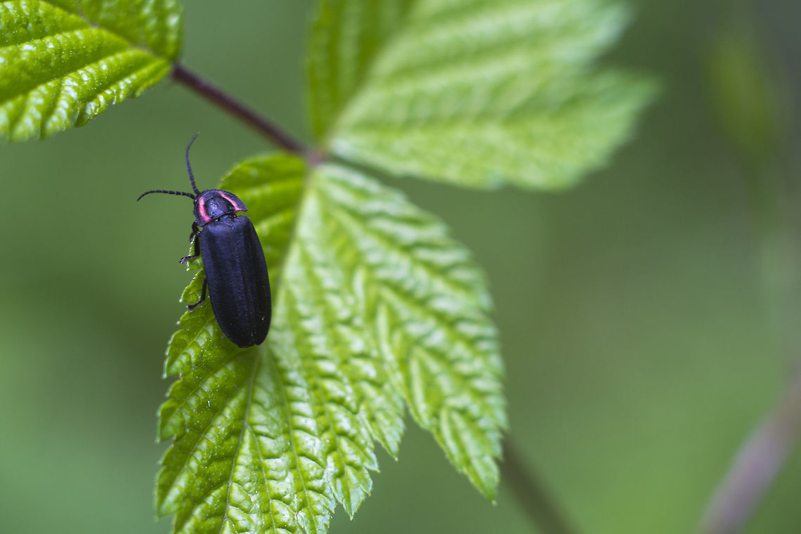 Adult Glow Worm/Firefly So, since I moved here I always thought that there weren't any fireflies on the West Coast, but no indeed there are. These guys are different from the ones I'm accustomed to - they adults do not flash like the ones I grew up with, but the larvae often do have glowing bands - thus the designation of Glow Worm. I'm working on species, but it may be a bit difficult.<br />
<br />
Probably an Ellychnia, but past genus may not be possible. Ellychnia hatchi,Geotagged,Spring,United States