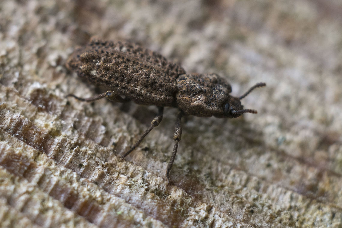 Phellopsis porcata Not even sure where to begin with this one&hellip; searched for beetles that look like wood chips, warty beetles, pitted beetles and I&#039;m not even getting close enough to start narrowing it down&hellip;. BugGuide to the rescue! Geotagged,Phellopsis porcata,Spring,United States