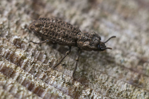 Phellopsis porcata Not even sure where to begin with this one… searched for beetles that look like wood chips, warty beetles, pitted beetles and I'm not even getting close enough to start narrowing it down…. BugGuide to the rescue! Geotagged,Phellopsis porcata,Spring,United States