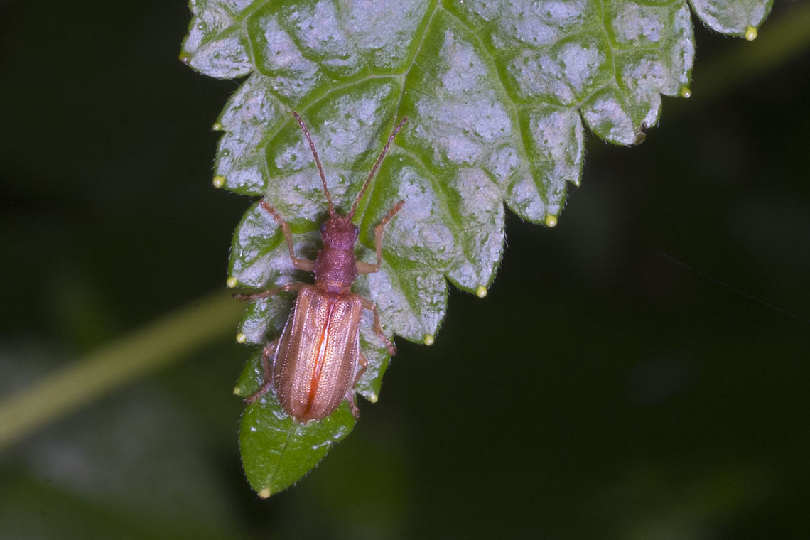 Leaf Beetle Not sure if this is it&#039;s adult coloration or not.. searching Geotagged,Spring,Syneta Hamata,United States