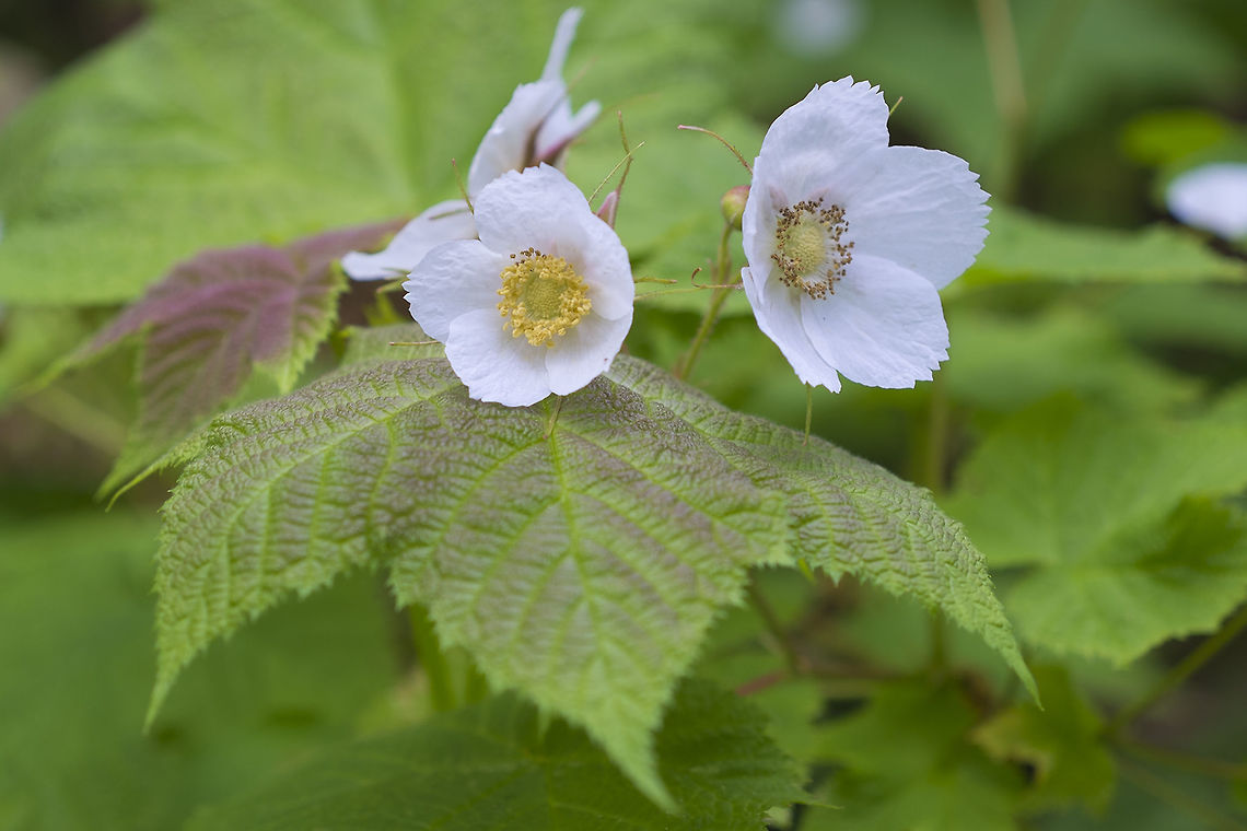 Thimbleberry North West native berry Geotagged,Rubus parviflorus,Spring,Thimbleberry,United States