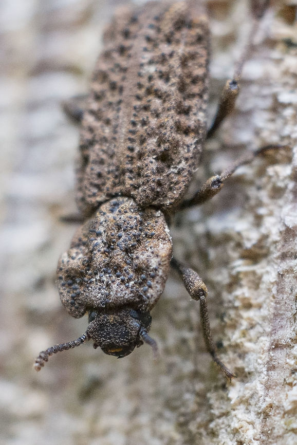 Phellopsis porcata processed this one to submit to BugGuide and liked it enough to post it here too. I hope someone over there can shed some light on this strange guy, as I am pretty stumped.<br />
edit - love BugGuide - it took about a minute for someone to come up with this guy. As far as I can tell it&#039;s a very good ID, only one species possible. Geotagged,Phellopsis porcata,Spring,United States