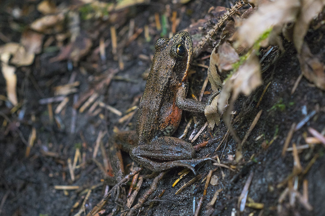 Northern Red-Legged Frog This was not the only frog I spotted on this morning&#039;s hike, but it&#039;s the only one who obligingly held still for photos :) Geotagged,Northern red-legged frog,Rana aurora,Spring,United States