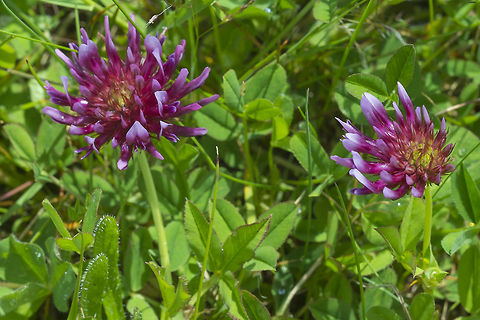 Cow's Clover This is one of our native clover species - prettier and brighter than the white introduced variety. Geotagged,Spring,Trifolium wormskioldii,United States